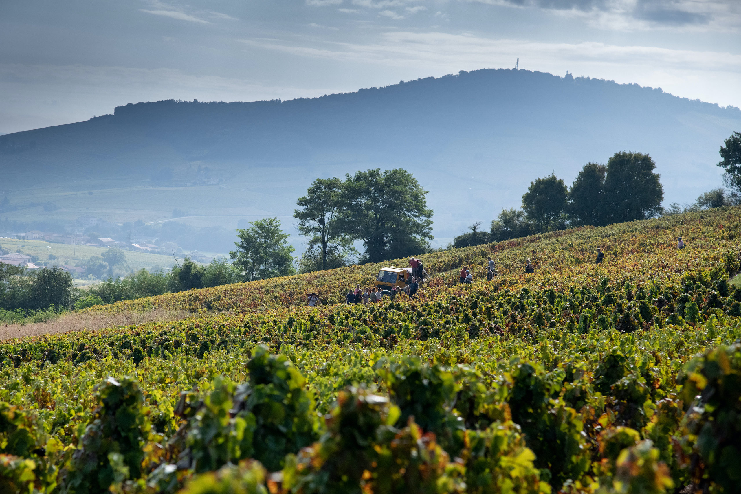 Domaine ska vin du beaujolais